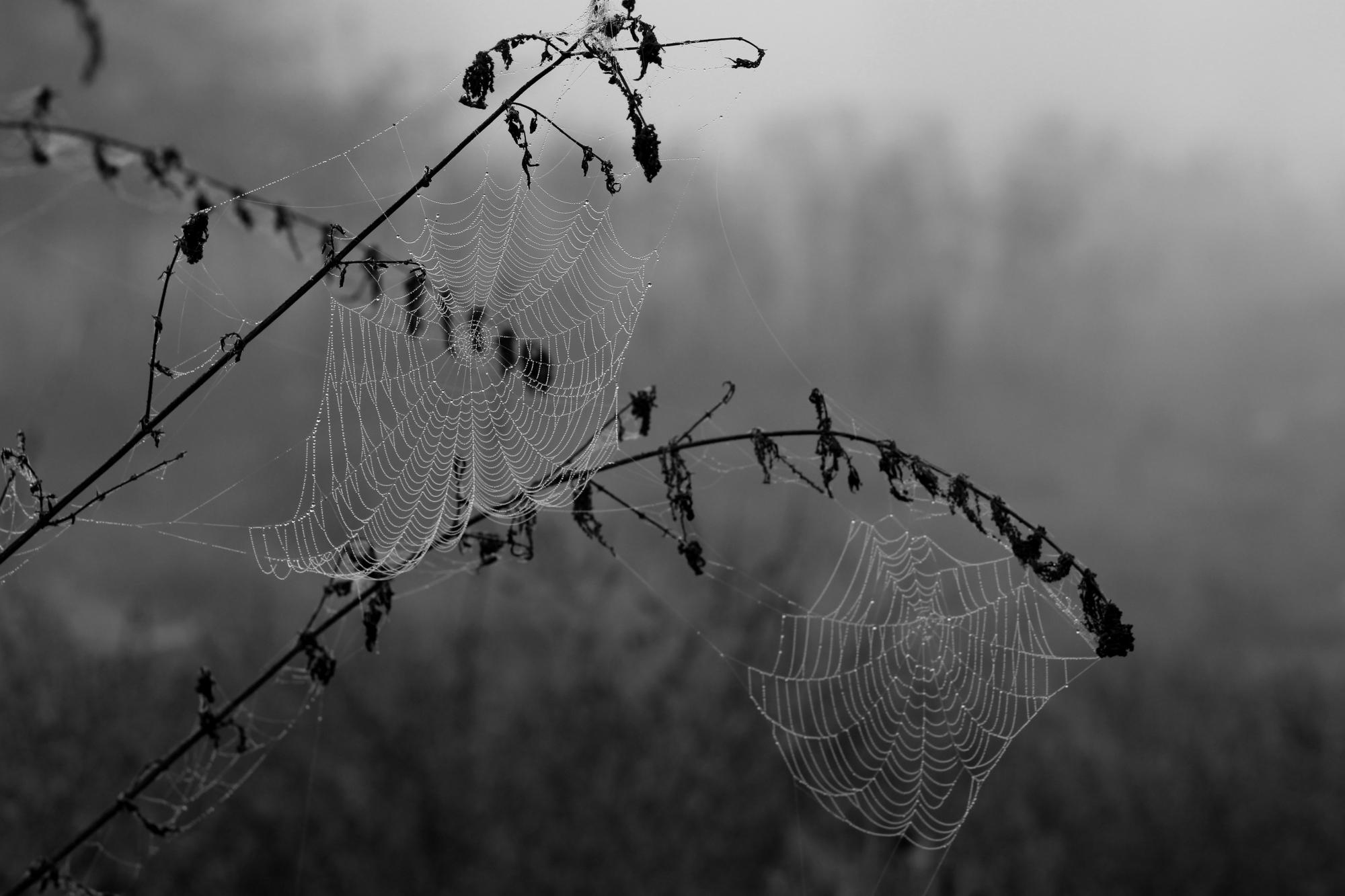 Web tilgjengelighet